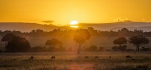 Acacia trees and wildebeest on the plains of the Maasai Mara